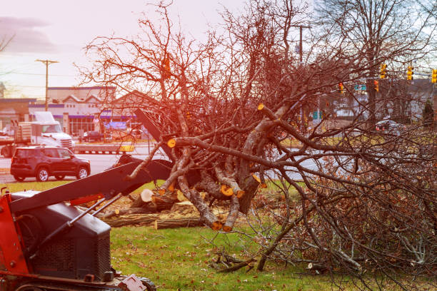 How Our Tree Care Process Works  in  Forsgate, NJ