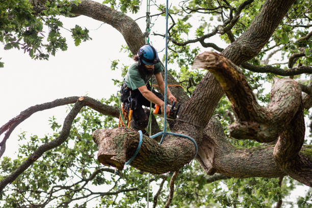 Forsgate, NJ Tree Care Company